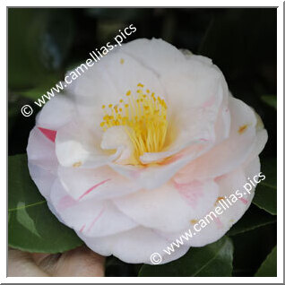 Camellia Japonica 'Jean Lyne'