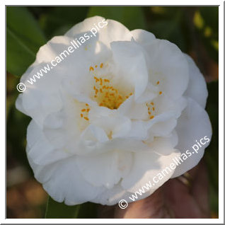 Camellia Japonica 'Jean Milhet'