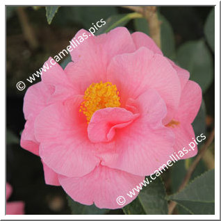Camellia Reticulata 'Jean Morel'