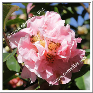 Camellia Hybrid 'Jean Pursel'