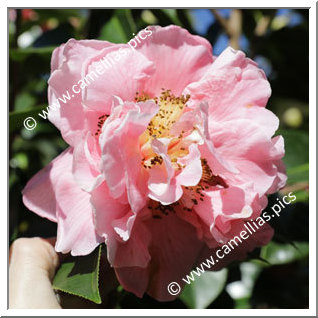 Camellia Hybrid 'Jean Pursel'