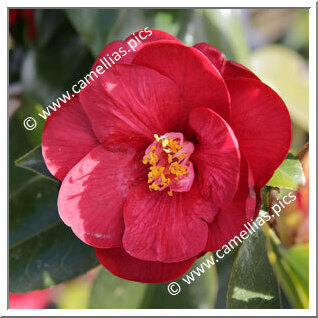 Camellia Japonica 'Jean Renaud'