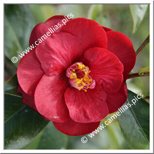 Camellia Japonica 'Jean Renaud'