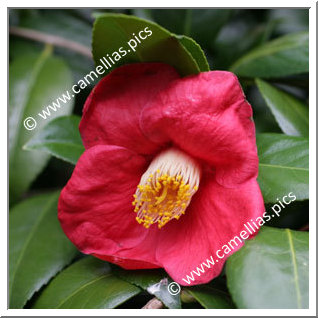 Camellia Japonica 'Jean V'