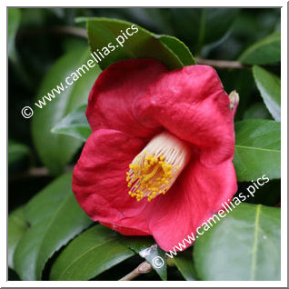Camellia Japonica 'Jean V'
