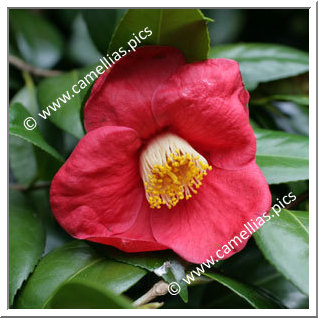 Camellia Japonica 'Jean V'