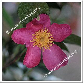 Camellia Sasanqua 'Jeanne Charlotte'