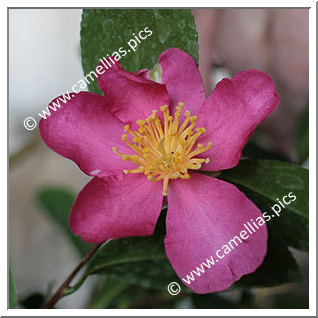 Camellia Sasanqua 'Jeanne Charlotte'