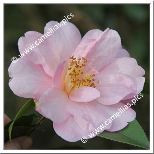 Camellia Hybride C.x williamsii 'Jenefer Carlyon'