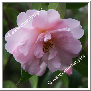 Camellia Hybrid C.x williamsii 'Jenefer Carlyon'
