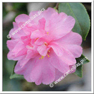 Camellia Sasanqua 'Jennifer Susan'