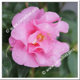 Camellia Sasanqua 'Jennifer Susan'