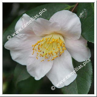 Camellia Japonica 'Jennifer Turnbull'