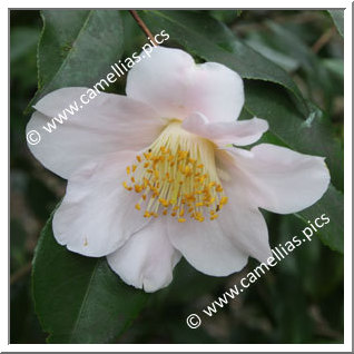 Camellia Japonica 'Jennifer Turnbull'