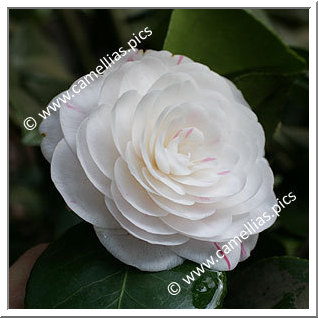 Camellia Japonica 'Jenny Lind'