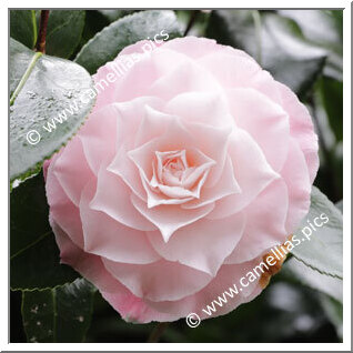 Camellia Japonica 'Jerry Donnan'