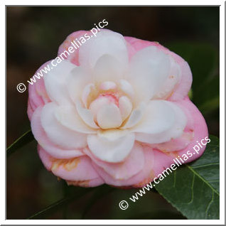 Camellia Japonica 'Jessie Conner'