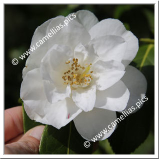 Camellia Hybride C.x williamsii 'Jill Totty '