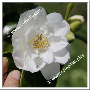 Camellia Hybride C.x williamsii 'Jill Totty '