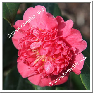 Camellia Japonica 'Jingle Bells'