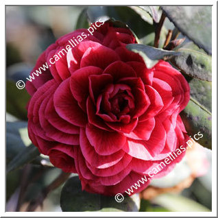 Camellia Japonica 'Jinhua Meinü'