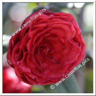 Camellia Japonica 'Jinhua Meinü' Camellia Japonica 'Jinhua Meinü'