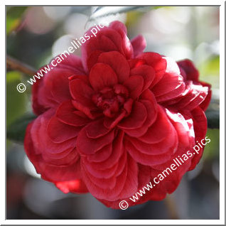 Camellia Japonica 'Jinhua Meinü' Camellia Japonica 'Jinhua Meinü'