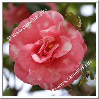 Camellia Japonica 'Jitsugetsu'