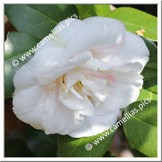 Camellia Japonica 'Jitsugetsu'