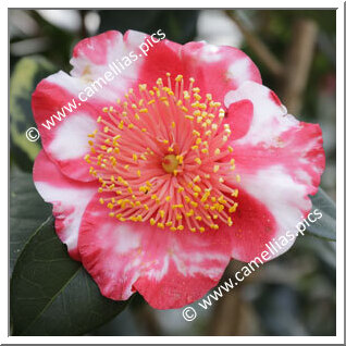 Camellia Camellia Japonica de Higo 'Jitsugetsusei'