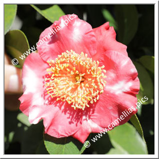 Camellia Higo Camellias 'Jitsugetsusei'