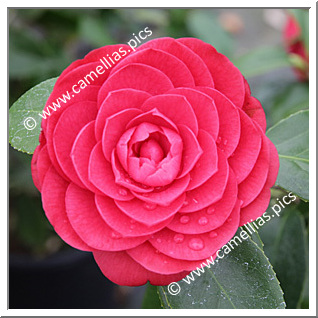 Camellia Japonica 'Jiuqu'