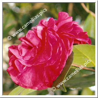 Camellia Japonica 'J.L Scivicque'