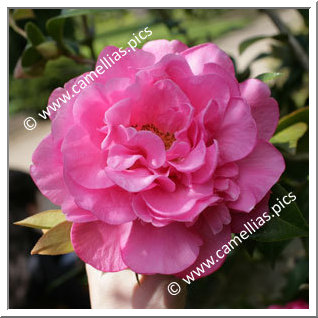 Camellia Hybrid C.x williamsii 'Joan Trehane'