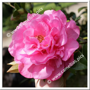 Camellia Hybrid C.x williamsii 'Joan Trehane'