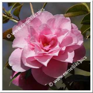 Camellia Hybrid C.x williamsii 'Joan Trehane'