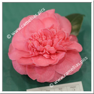 Camellia Hybrid C.x williamsii 'Joanne Gaeta'