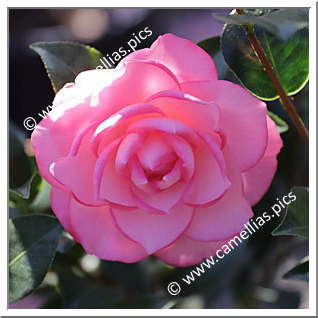 Camellia Hybrid C.x williamsii 'Joe Nuccio'
