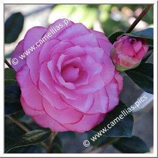 Camellia Hybrid C.x williamsii 'Joe Nuccio'