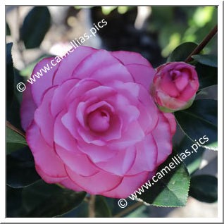 Camellia Hybrid C.x williamsii 'Joe Nuccio'