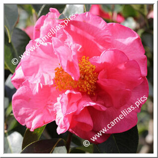 Camellia Hybride C.reticulata 'John Hunt'