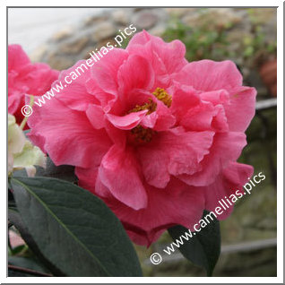 Camellia Hybrid C.reticulata  'John Hunt'