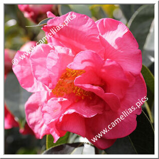 Camellia Hybrid C.reticulata  'John Hunt'