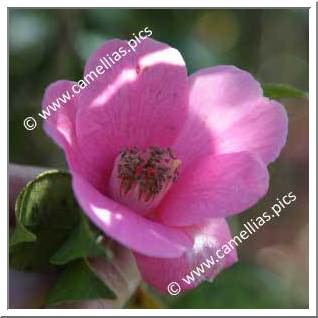 Camellia Hybrid C.x williamsii 'John Pickthorn'