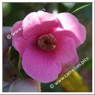 Camellia Hybrid C.x williamsii 'John Pickthorn'