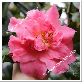 Camellia Japonica 'Jonathan'