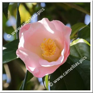 Camellia Japonica 'Jôren-no-haru'