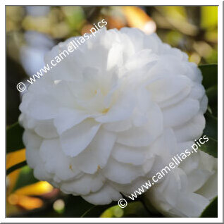 Camellia Japonica 'José Marques Loureiro'