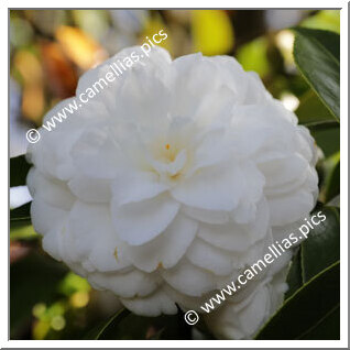 Camellia Japonica 'José Marques Loureiro'