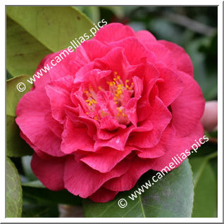 Camellia Japonica 'Joseph Pfingstl'
